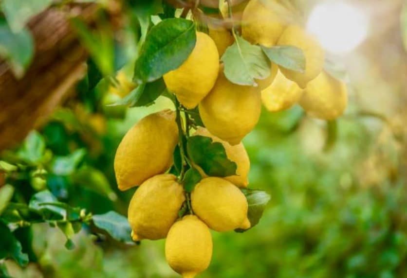 Un limonero cargado de limones maduros, simbolizando el origen natural del limón.